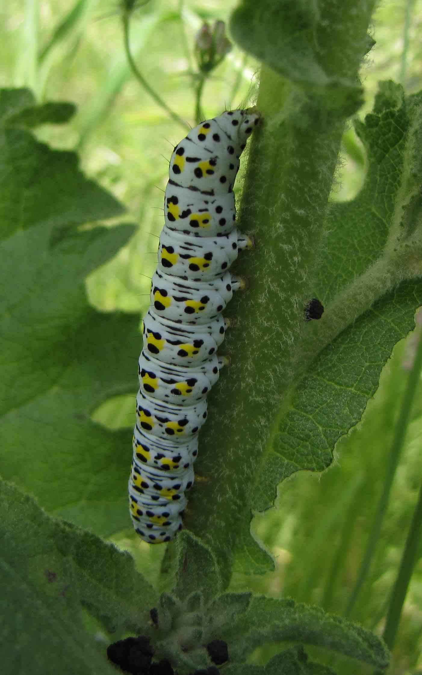 bruco appia antica : Cucullia (Shargacucullia) verbasci